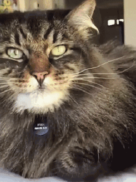 壁纸 动物 猫 猫咪 小猫 桌面 274_368 竖版 竖屏 手机 gif 动态图