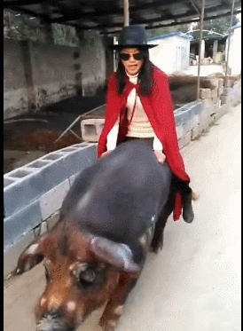 美女养公猪做宠物,每天拉出去逛街,像猪八戒陪媳妇!