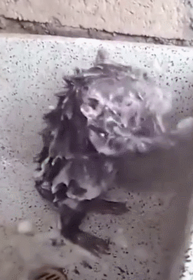 成精了!网友养的一只老鼠成了网红,因为它会自己用香皂搓澡