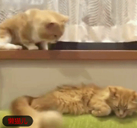 小短腿猫咪伸腿撩橘猫,可怎么都够不着