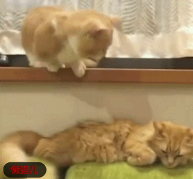 小短腿猫咪伸腿撩橘猫,可怎么都够不着