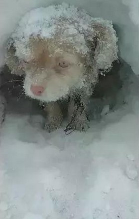 流浪狗冻的被迫在雪中挖洞避寒,浑身颤抖的身子让人看着心疼!