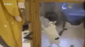 主人把猫咪寄养在宠物店,去接猫的时候看到这一幕都笑死了!傻猫
