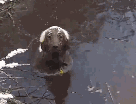 国外一铲屎官在遛狗的路上, 她家的一只金毛趁她不注意, 跑到了臭