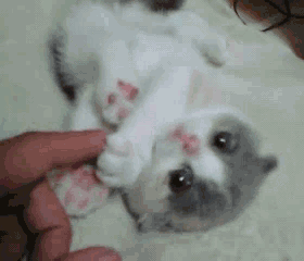 太搞笑的动物了,开心放松一下吧