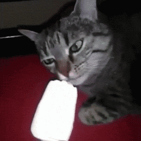 猫咪吃冰淇淋很萌好搞笑?其实不,你被误导了