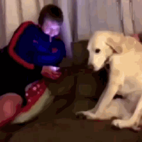 那些调皮的狗子们,主子的内心是崩溃的 狗狗:皮这一下