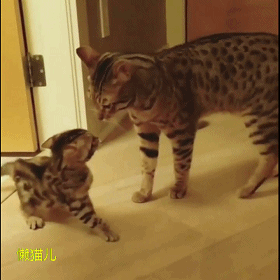 搞笑猫咪动画,猫爸爸和小猫咪堆了一个大雪人,真太有