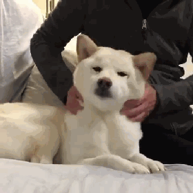 原来是麻薯,还以为是胖胖汪星人呢?柴犬狗狗:那是皮,不是肥肉
