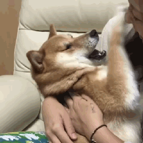 萌萌柴犬被女主人亲嘴,一脸嫌弃又不敢发火,表情好逗!