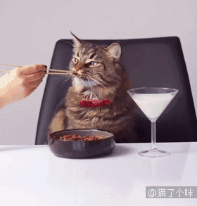 做一个精致的喵喵,这是我的人生梦想了