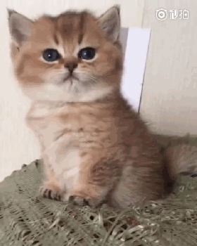 这只小萌猫打哈欠,真的很萌!