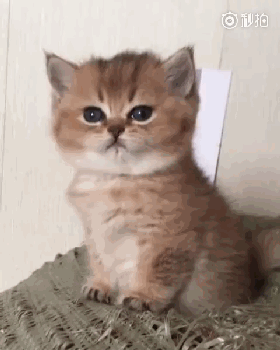 这只小萌猫打哈欠,真的很萌!