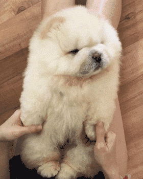 壁纸 动物 狗 狗狗 280_350 竖版 竖屏 手机 gif 动态图 动图