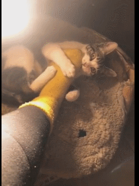 喵咪咬主人的脚,主人吓得大叫,猫咪的表情让人笑喷!