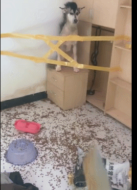 280_387竖版 竖屏gif 动态图 动图