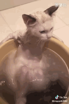 网友分享了猫洗澡的动态图,第一眼就笑到停不下来