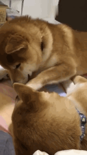 如何哄有起床气的女朋友,这只柴犬的做法