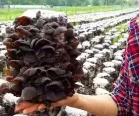 茶陵上联村黑木耳基地种出新希望丨株洲又有1