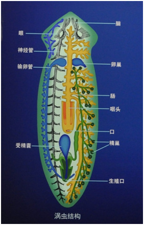 涡虫是扁形动物的代表.