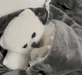 狗狗被主人叫醒,像个宝宝一样揉揉眼睛表情萌炸了