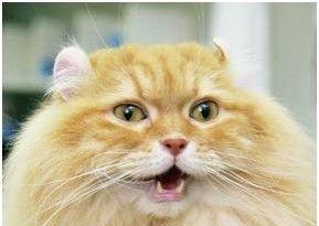 猫咪生病时的警讯（二）