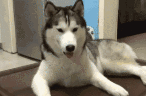 又一次被哈士奇的智商折服了,水土不服就服哈士奇