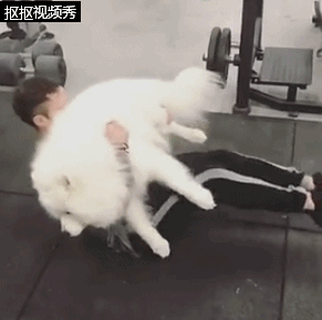 动图感受一下 萨摩耶:主人,你已经失去了本宝宝了!