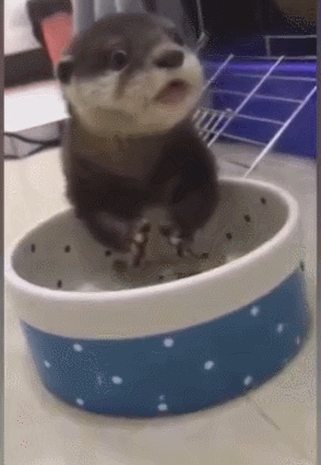 小宠物吃食物像老鼠,吃起来特别有味,可爱又呆萌!