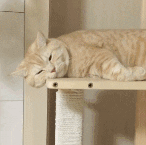 (宠物橘猫小可爱) 随着猫咪慢慢长大,你就成功拥有了一只名副其实的