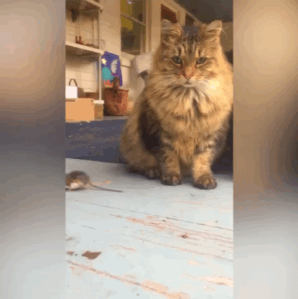 雪太厚喵星人是如何回家的?根本难不倒伦家!