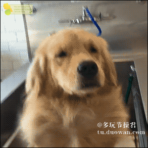 狗狗:我们俩到底谁是宠物谁是主人啊