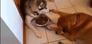 壁纸 动物 狗 狗狗 300_143 gif 动态图 动图