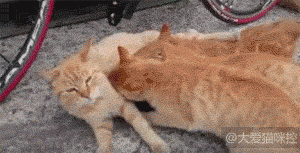 那些长大后,还没断奶的喵星人,第三张笑趴了都