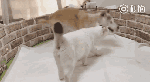 温柔的小猫咪陪伴着家中年事已高的狗狗,你不方便,我来帮你