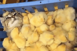 300_200 gif 动态图 动图