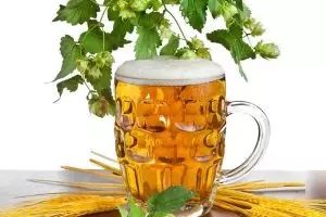 浇花水里掺点啤酒,植物叶子绿的发亮!爆盆停不