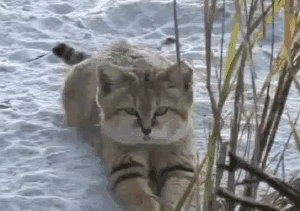 壁纸 动物 猫 猫咪 小猫 桌面 300_211 gif 动态图 动图