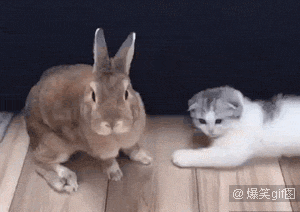 壁纸 动物 狗 狗狗 300_212 gif 动态图 动图