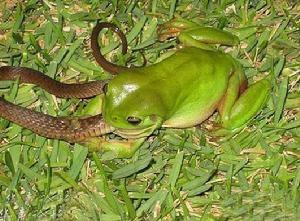 世界上竟然有吃蛇的青蛙,为什么蛇怕螳螂和蜈