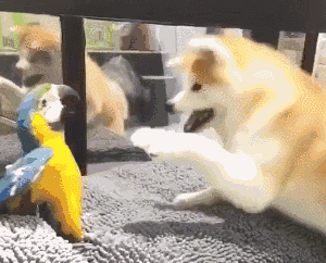 壁纸 动物 狗 狗狗 300_242 gif 动态图 动图