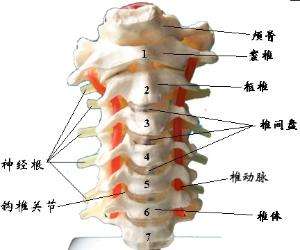 教你一个方法摆脱颈椎病带来的脖子疼、头晕、