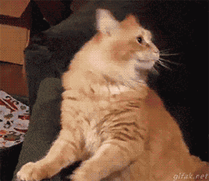 300_260gif 动态图 动图