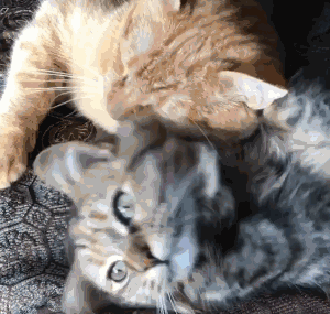 这对猫咪超级恩爱,卿卿我我旁若无人铲屎官都吃醋!