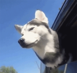 新一代狗狗界的颜王哈士奇,任何表情都帅炸了,最后一张太酷了