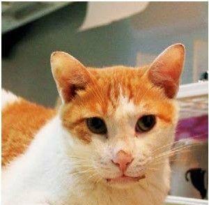 猫咪生病时的警讯（二）