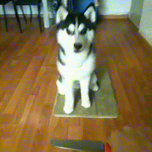 为了防止哈士奇离家出走,主人想了这个方法,二哈狗生绝望了