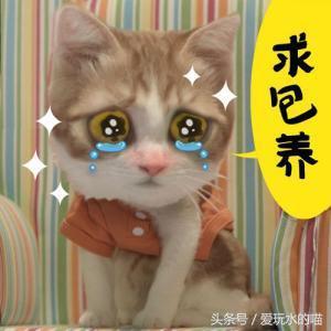 搞笑的猫咪表情表情包抽烟图单身狗背后故事的经典,拿去哄女朋图片