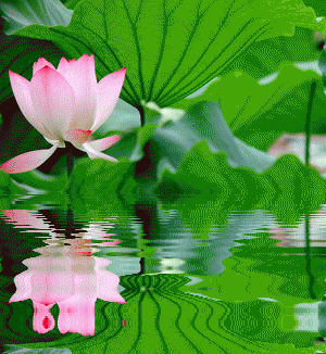 壁纸 花 桌面 300_326 gif 动态图 动图