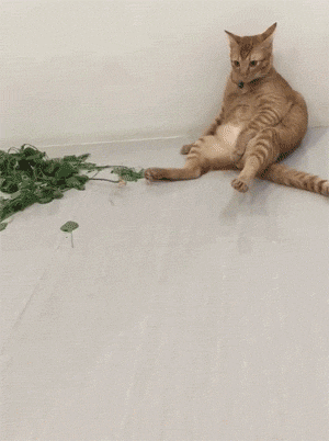 主人带回猫薄荷,不一会就看到猫咪瘫坐在地上,眼神都变呆滞了!